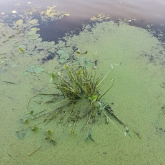 Sagittaria sagittifolia