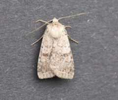 Diarsia dislocata