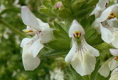Stachys spinulosa