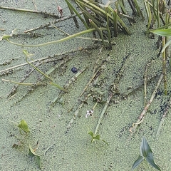 Sagittaria sagittifolia