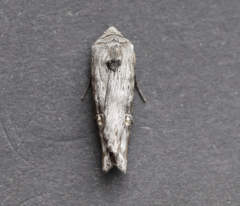 Lithomoia germana