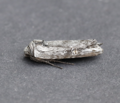 Lithomoia germana