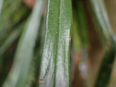 Haplopteris flexuosa