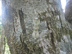 Theopompa ophthalmica