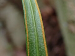 Haplopteris flexuosa