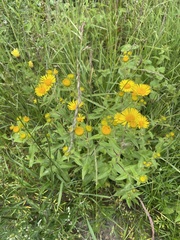 Pentanema britannica