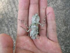 Theopompa ophthalmica