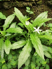 Hippobroma longiflora