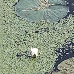 Nymphaea alba