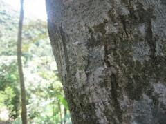 Theopompa ophthalmica