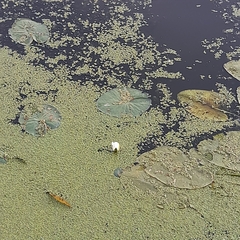 Nymphaea alba