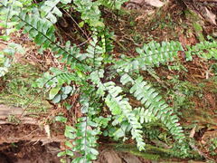 Asplenium normale normale