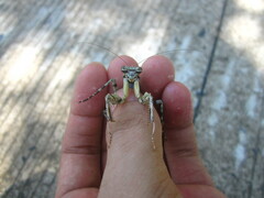 Theopompa ophthalmica