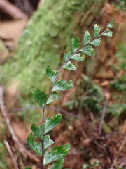 Asplenium normale normale