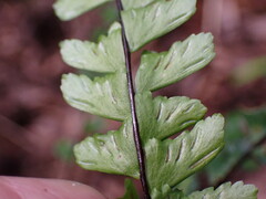 Asplenium normale normale