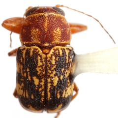 Pachybrachis sanrita