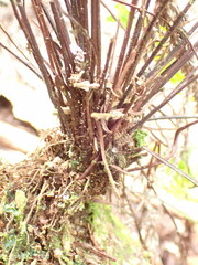 Asplenium normale normale