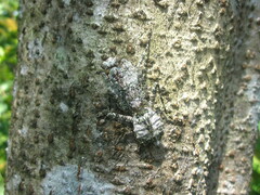 Theopompa ophthalmica