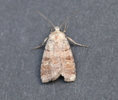 Diarsia dislocata