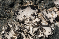 Umbilicaria subglabra