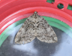 Hydriomena furcata