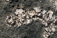 Umbilicaria subglabra