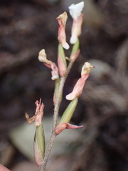 Odontochilus yakushimensis