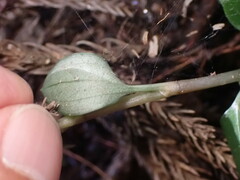 Odontochilus yakushimensis