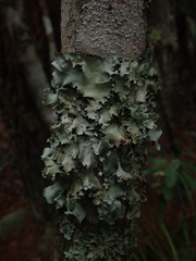 Parmotrema robustum