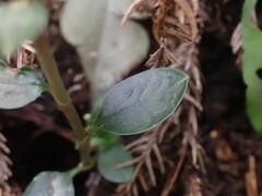 Odontochilus yakushimensis