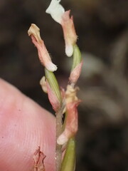 Odontochilus yakushimensis