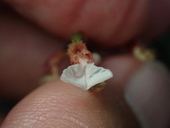 Odontochilus yakushimensis