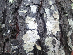 Lecanora flavopallida