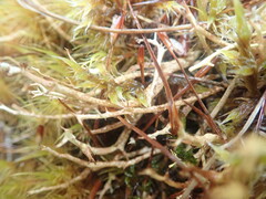 Cladonia aueri