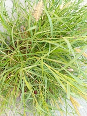 Cenchrus ciliaris