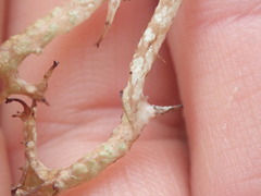 Cladonia aueri