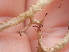 Cladonia aueri