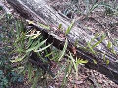 Pyrrosia confluens