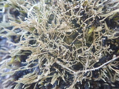 Siphula gracilis