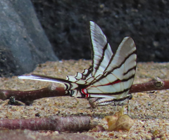 Protographium epidaus tepicus