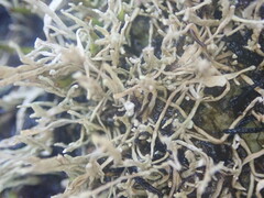 Siphula gracilis