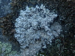 Physcia albata