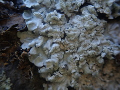 Physcia albata