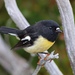 New Zealand Tomtit - Photo (c) Michael, some rights reserved (CC BY-NC-SA)