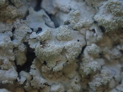 Physcia albata