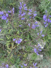 Dracocephalum moldavica