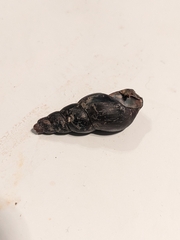 Thiaridae