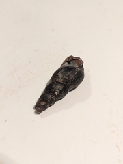 Thiaridae