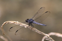 Libellula incesta
