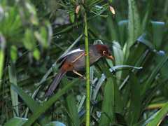 Pterorhinus treacheri